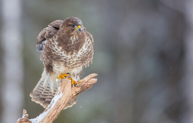 Common Buzzard in early spring at a wet forest