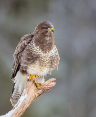 Common Buzzard in early spring at a wet forest