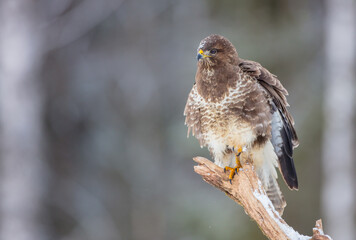 Common Buzzard in early spring at a wet forest