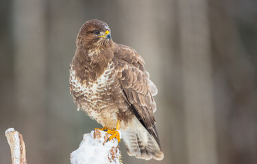 Common Buzzard in early spring at a wet forest