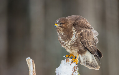 Common Buzzard in early spring at a wet forest