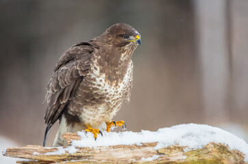 Common Buzzard in early spring at a wet forest