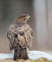 Common Buzzard in early spring at a wet forest