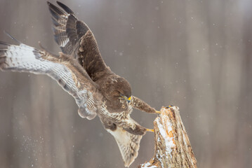 Common Buzzard in winter at a wet forest