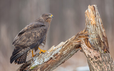 Common Buzzard in winter at a wet forest