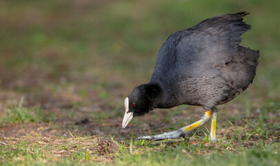 Eurasian coot - adult bird in spring