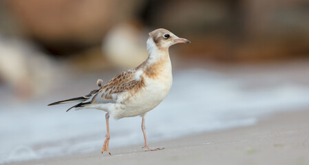Black-headed Gull - juvenile bird on a sea cost 