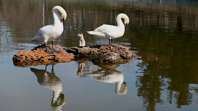 Pair of white swans cleaning their feathers in a pond