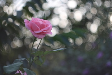 Obraz premium pink rose in the garden