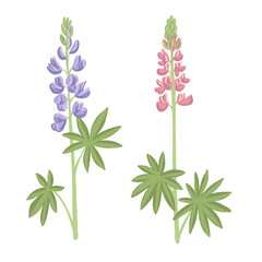 lupins, field flowers, bluebonnet , vector drawing wild plants at white background, floral elements, hand drawn botanical illustration
