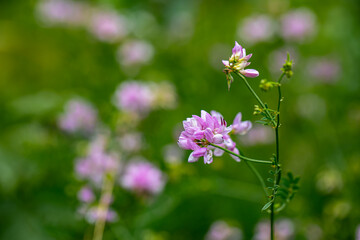 Securigera varia flower growing in forest, close up	