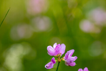 Securigera varia flower growing in forest, close up	