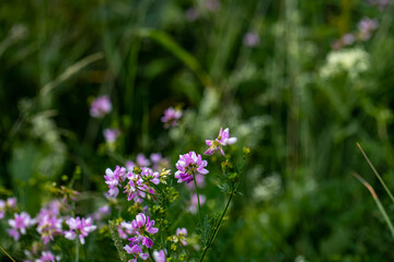 Securigera varia flower growing in forest, close up	