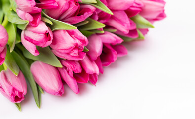 Fresh pink tulip flowers