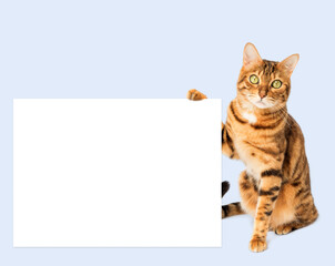 Ginger cat with a poster or banner for your text