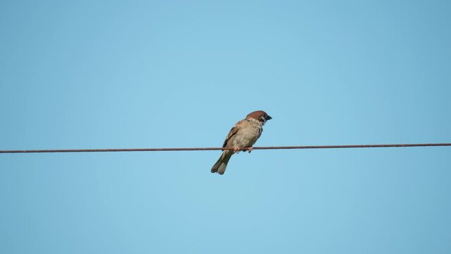 Eurasian tree sparrow (Passer montanus) perched on metal cable against clear blue sky background and fly away foraging food - slow motion