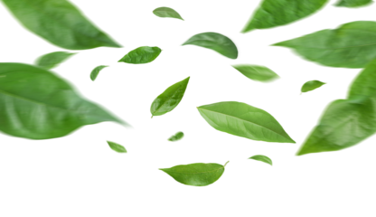 Green leaves flying in the air isolated on background.