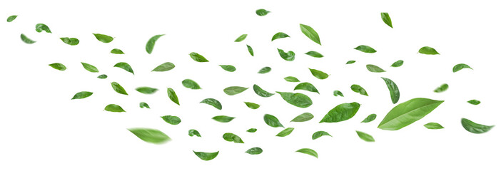 Green leaves flying in the air isolated on background. - obrazy, fototapety, plakaty