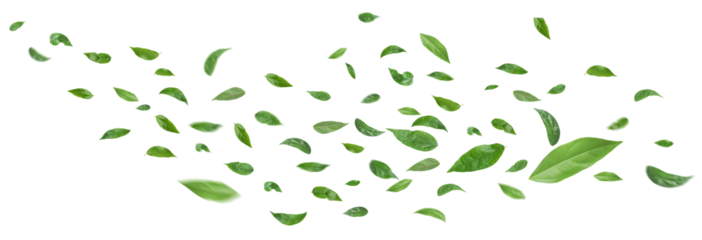 Green leaves flying in the air isolated on background.