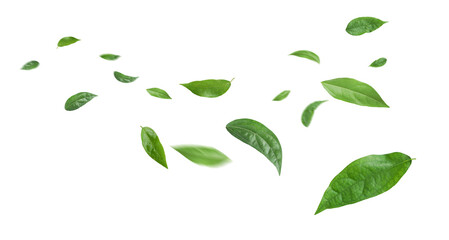 Fototapeta Green leaves flying in the air isolated on background. obraz