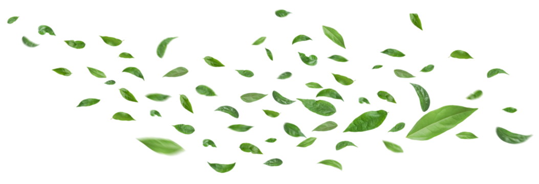 Green leaves flying in the air isolated on background.