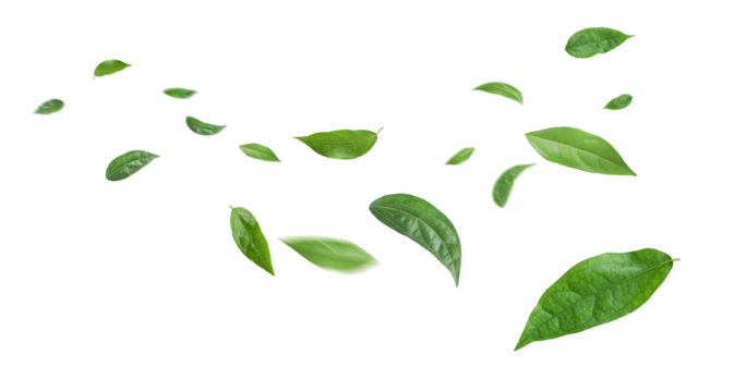 Green leaves flying in the air isolated on background.