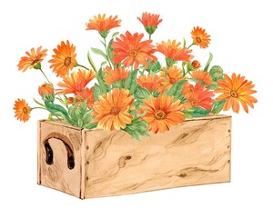 Hand painted calendula with watercolors in a wooden box. Decorative composition in Provence style. Flower box for wedding invitations and cards, herbal tea packaging.