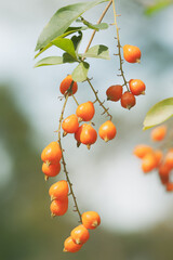 Small cute orange tropical berries with blur background on a branch macro vertical