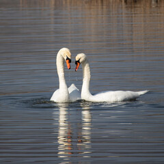 paysage, oiseau, voie lactée, randonnée