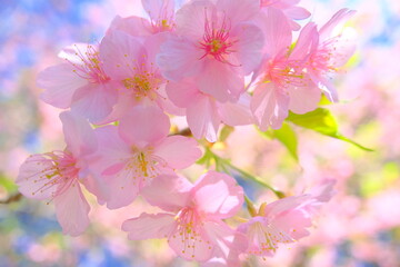 ピンク色が美しいサクラの花
