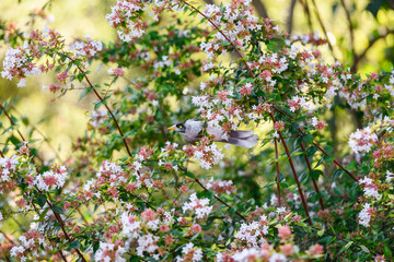 Australian Noisy Miner bird