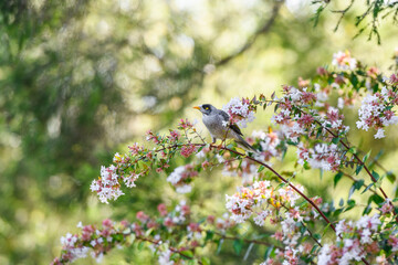 Australian Noisy Miner bird