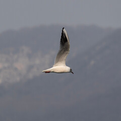 seagull in flight, mouette rieuse