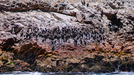 PARACAS NATIONAL RESERVE ISLAND AND NATURE