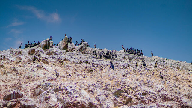 PARACAS NATIONAL RESERVE ISLAND AND NATURE
