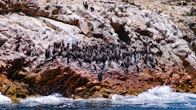 PARACAS NATIONAL RESERVE ISLAND AND NATURE