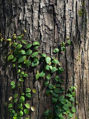 wood bark with vine natural background