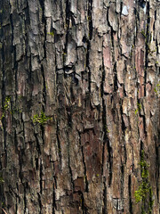 wood bark with moss natural background