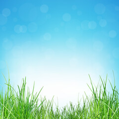 green grass in garden. Eco green wall. Natural backdrop. Beauty in nature. Green grass with natural pattern wallpaper.