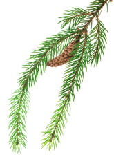 Spruce tree branches. Winter holiday design. Forest details. Beauty in nature. Christmas symbol.  banner.