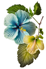 isolated blue, green hibiscus flower photo, spring, decorative floral illustration, transparent background, png, horizontal, vertical, springtime, floral, tropical, generative ai