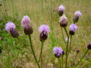 Obraz premium キツネアザミ