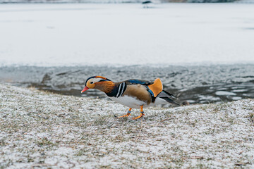 Obraz premium colorful duck