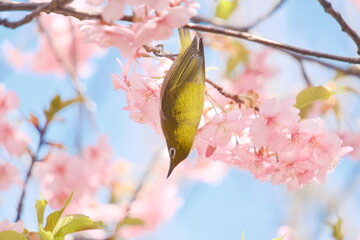 桜の花と野鳥のメジロ