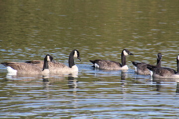 Obraz premium country goose on a lake, William Hawrelak Park, Edmonton, Alberta