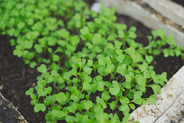 Top view of seedling tray of caisim or Choy sum seedling. Concept of organic greenhouse, plantation. Beginning of production, agricultural and gardening. Freshness and evergreen grow.