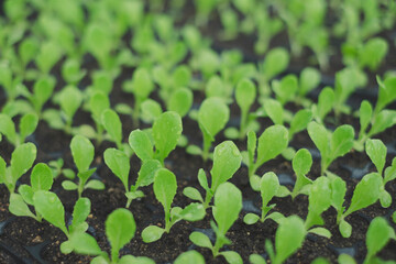 Close up look of seedling tray of green oak lettuce seedling. Concept of organic greenhouse, plantation. Beginning of production, agricultural and gardening. Freshness and evergreen grow.