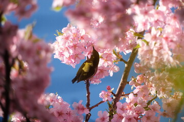 桜の花と野鳥のメジロ