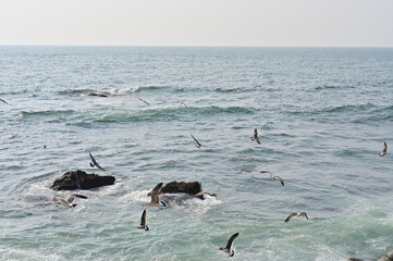 Circling the northeastern coast in spring