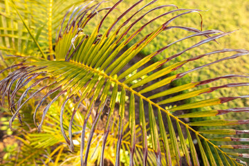 Green palm leaves in the park.